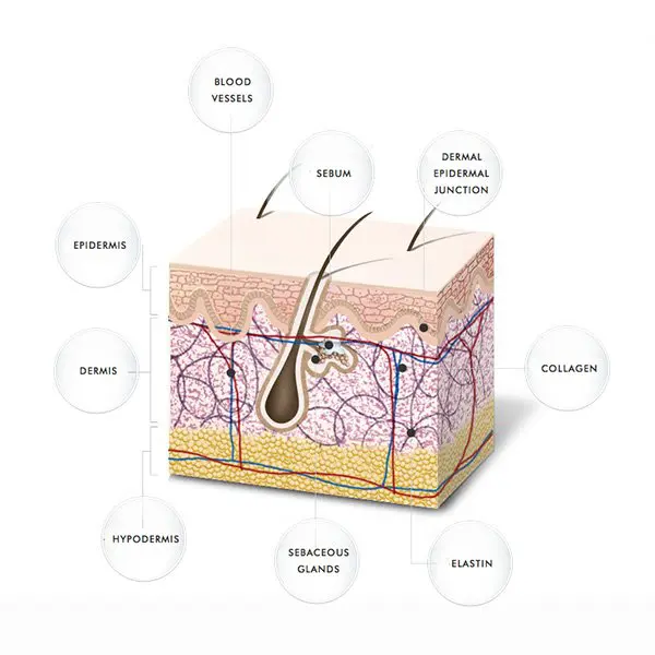 Diagram Of Skin Columbus Spa Esthetician